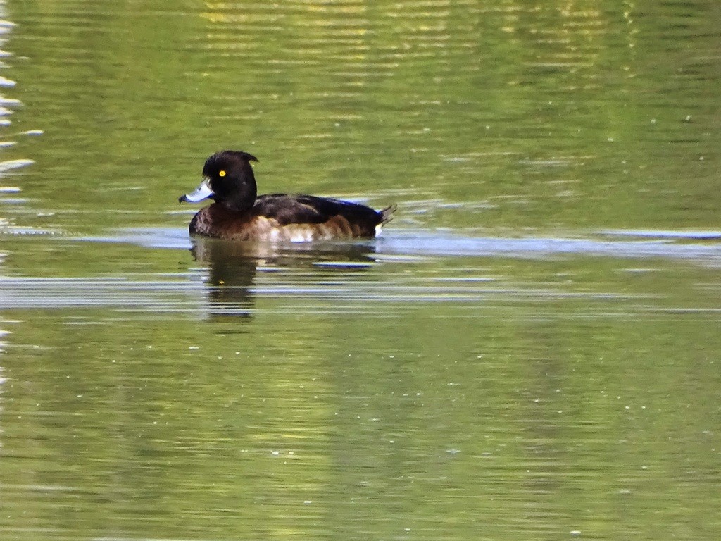 Tufted Duck - ML87128371