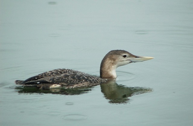 Yellow Billed Loon Picture