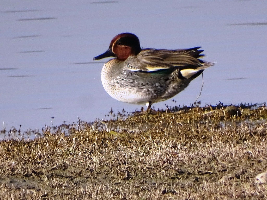 Green-winged Teal - ML87129711
