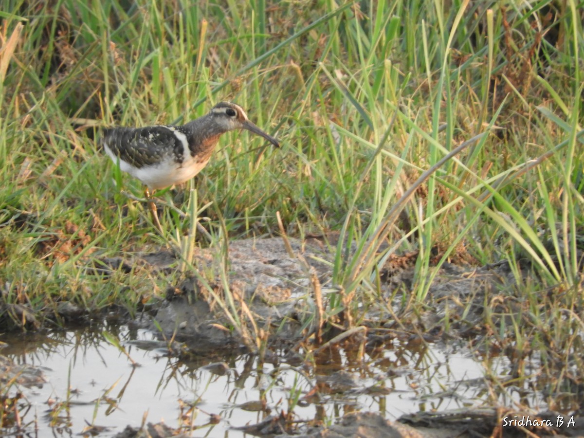 Greater Painted-Snipe - Sridhara B A