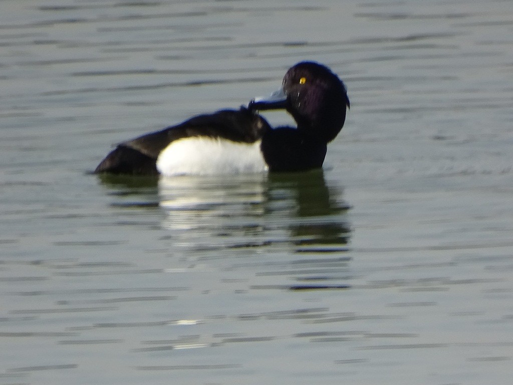 Tufted Duck - ML87130051