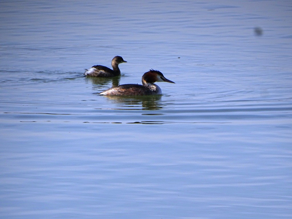 Great Crested Grebe - ML87130111