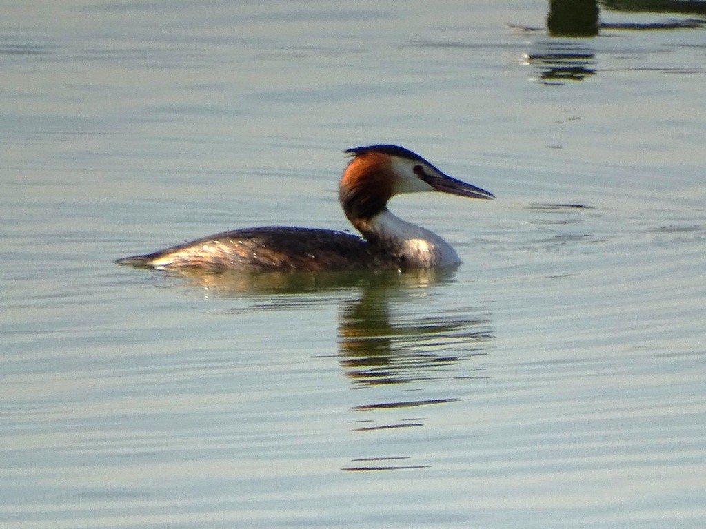 Great Crested Grebe - ML87130121