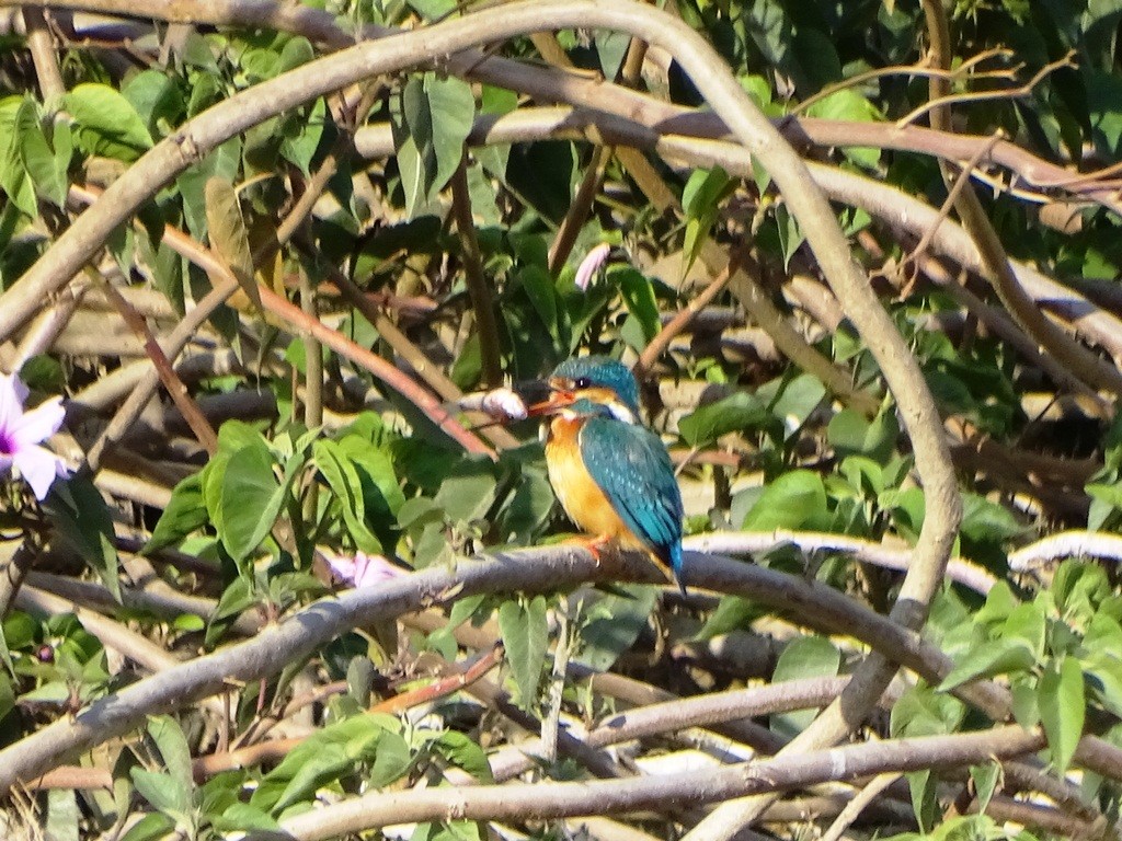 Common Kingfisher - Sreekumar Chirukandoth