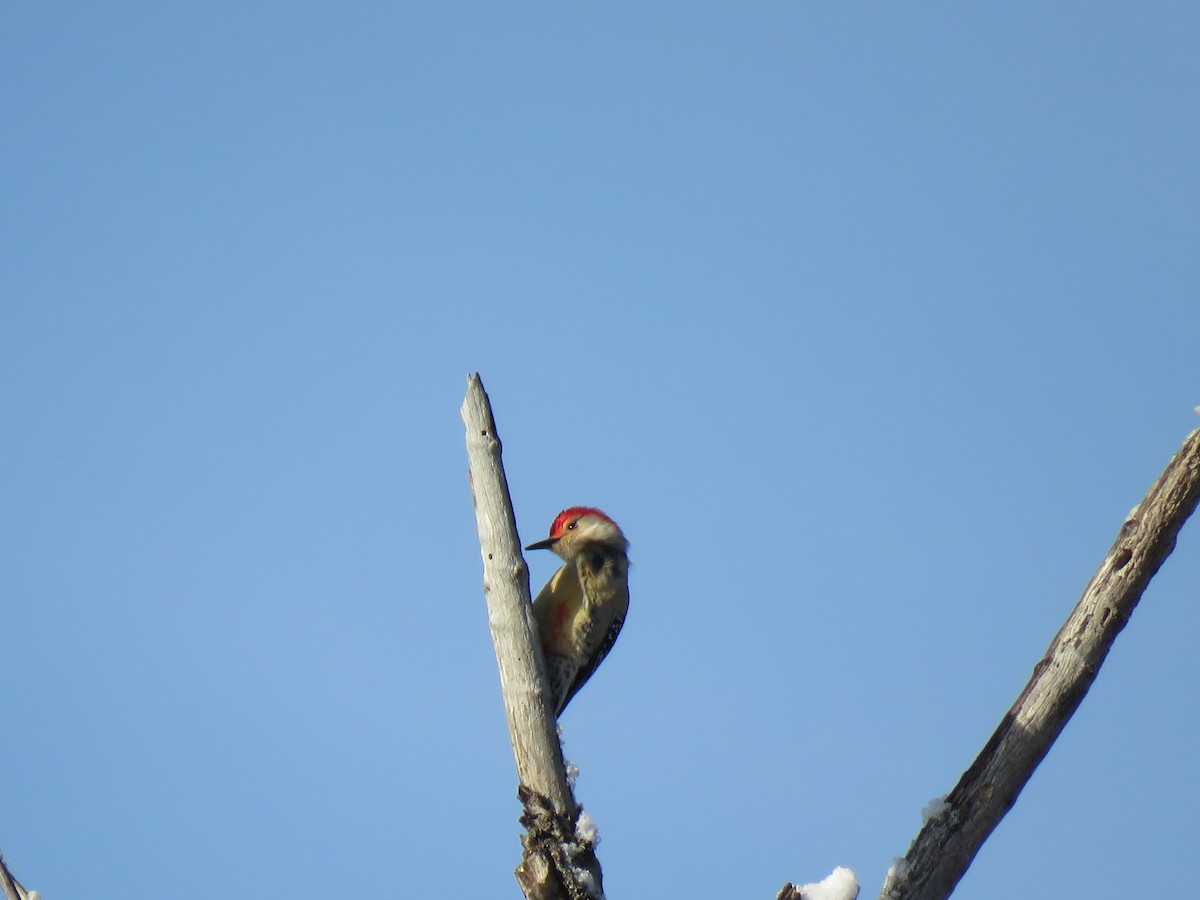Red-bellied Woodpecker - ML87130681