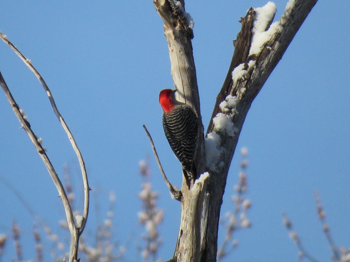 Red-bellied Woodpecker - ML87130711