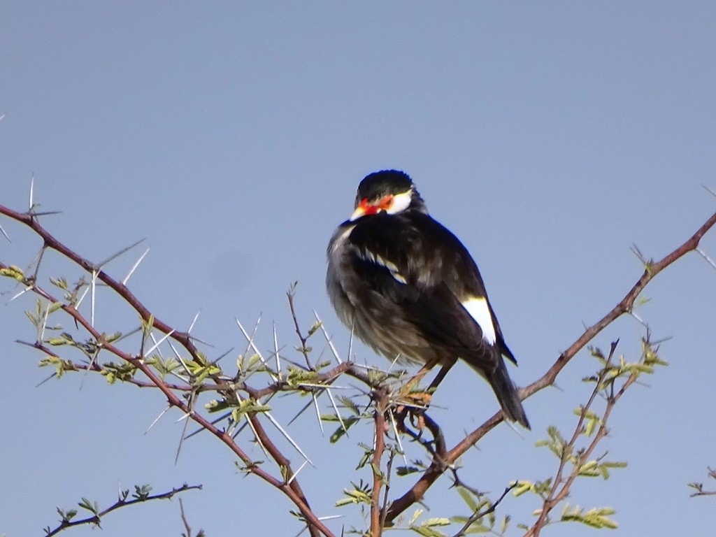 Indian Pied Starling - ML87130901
