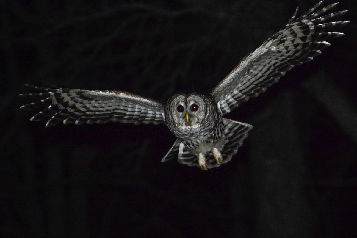 Barred Owl - Oliver Griffin