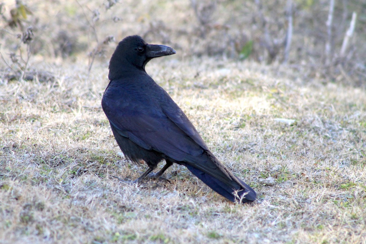 Large-billed Crow - Suresh  Rana