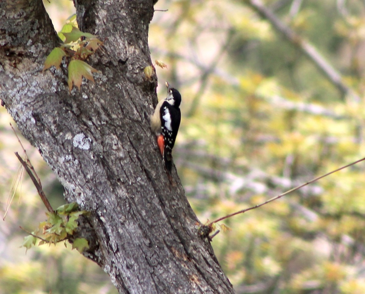 Himalayan Woodpecker - ML87135111