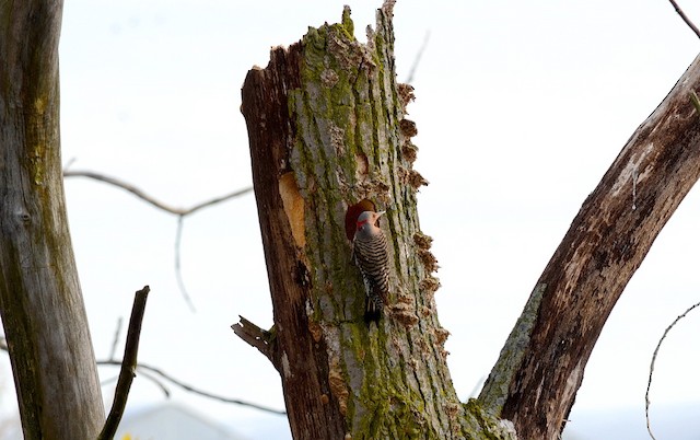 Northern Flicker requires dead or dying trees for a nesting substrate. - Northern Flicker (Yellow-shafted) - 