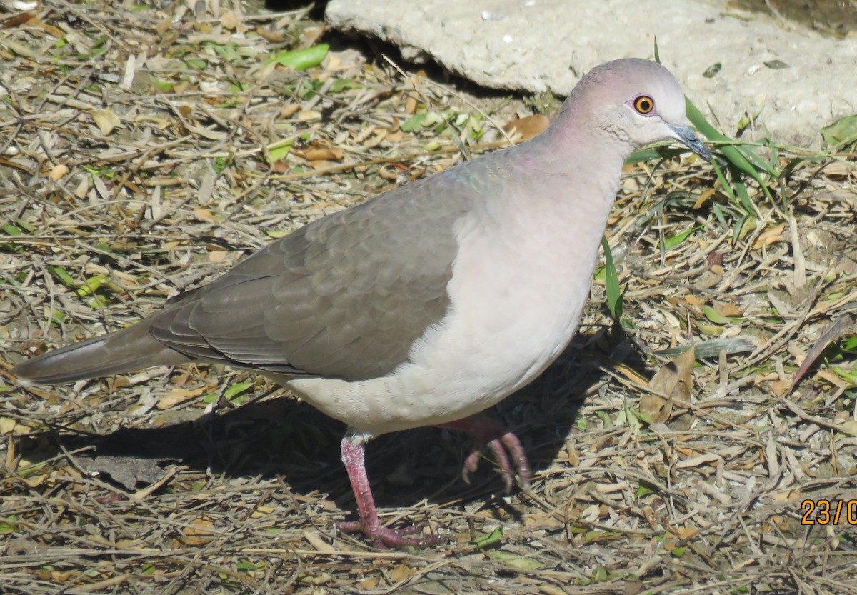 White-tipped Dove - Byron Greco