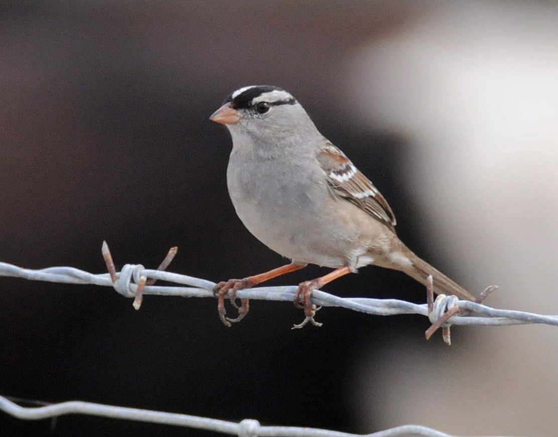 White-crowned Sparrow (oriantha) - ML87137731