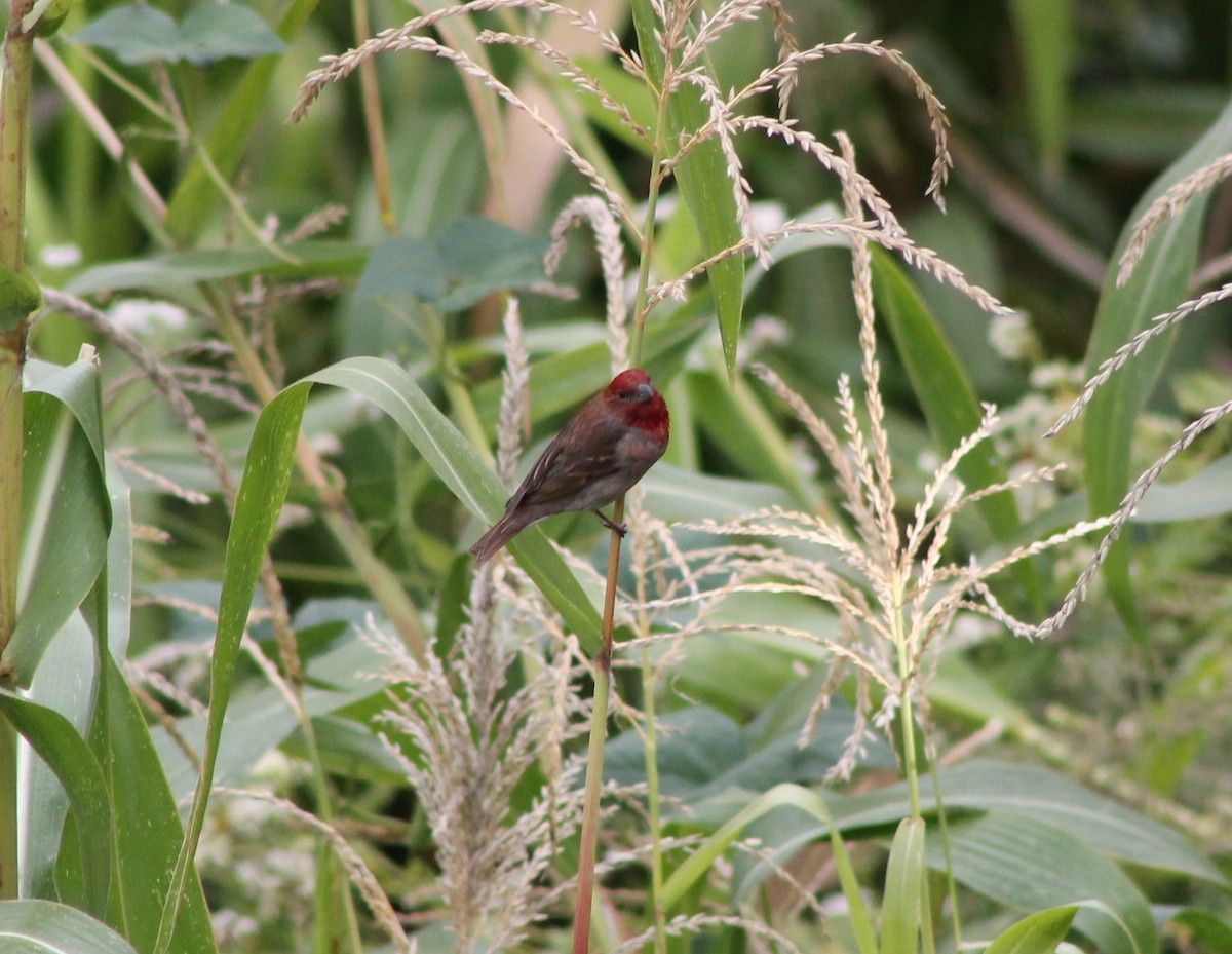 Common Rosefinch - Suresh  Rana