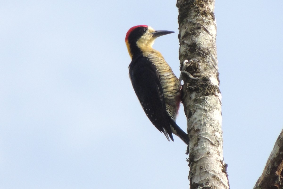 Beautiful Woodpecker - Rick Robinson