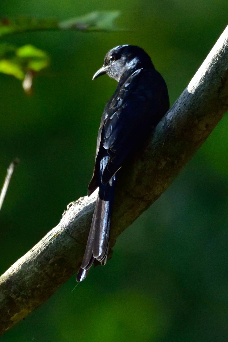 Fork-tailed Drongo-Cuckoo - Vineeth Kumar