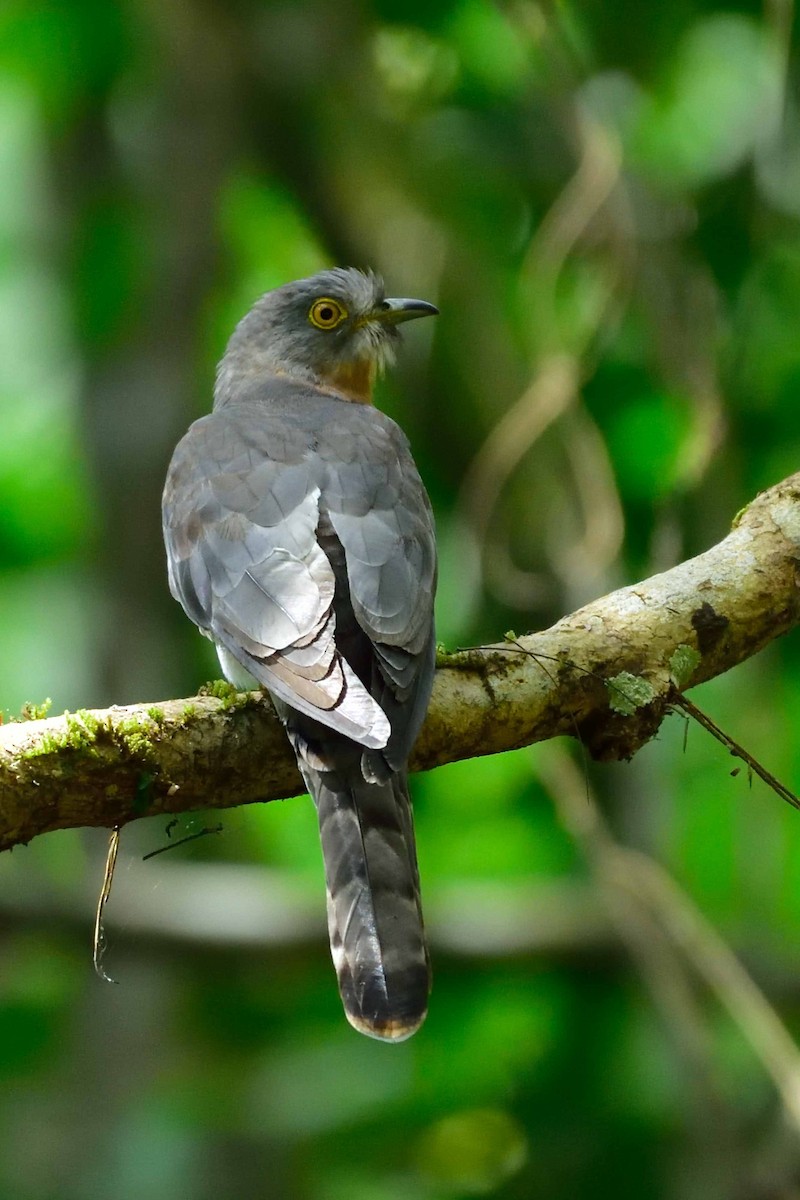 Common Hawk-Cuckoo - Vineeth Kumar