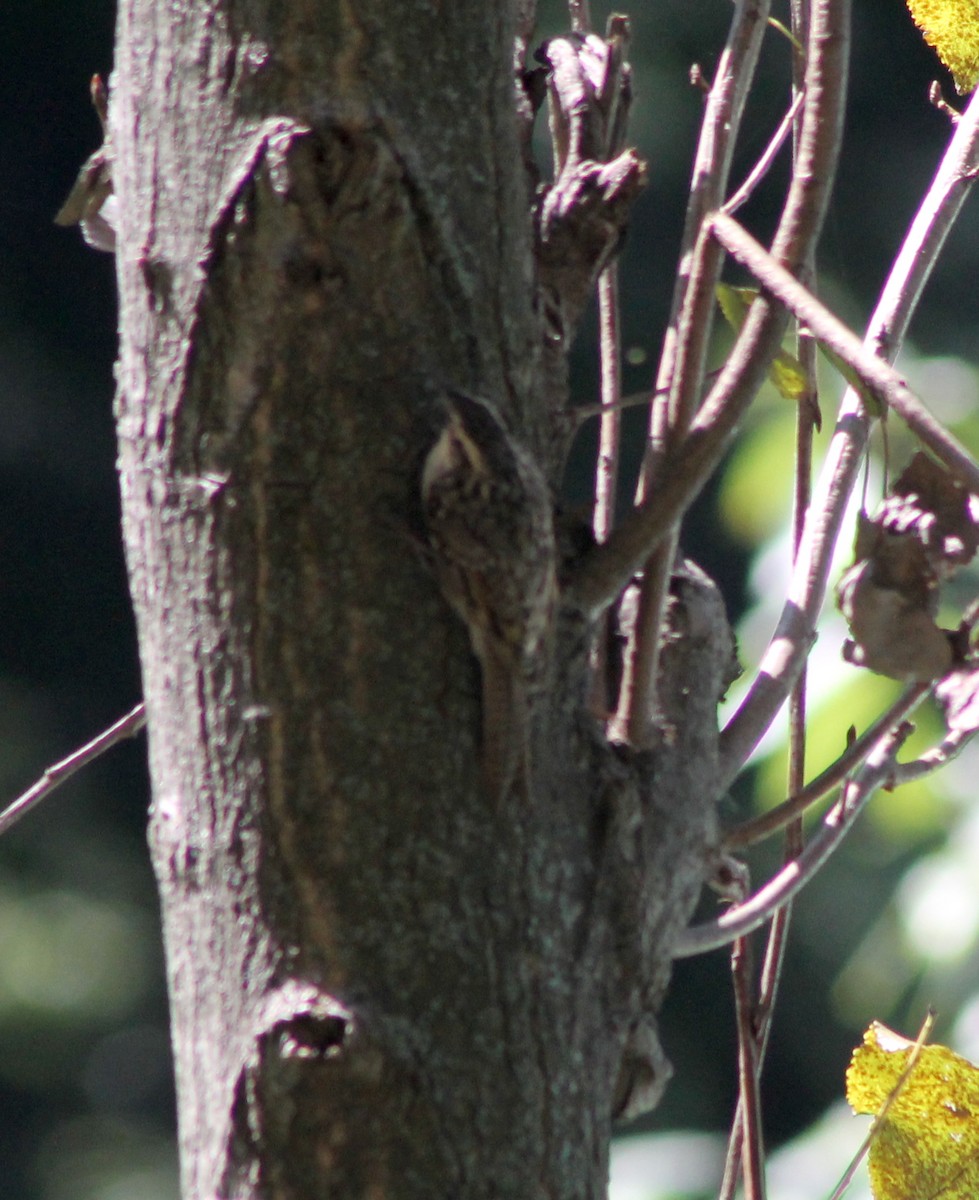 Bar-tailed Treecreeper - ML87139761