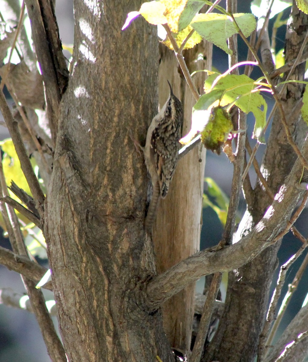 Bar-tailed Treecreeper - Suresh  Rana