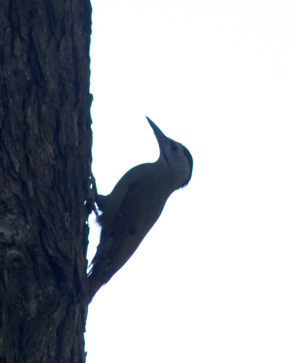Gray-headed Woodpecker - Suresh  Rana