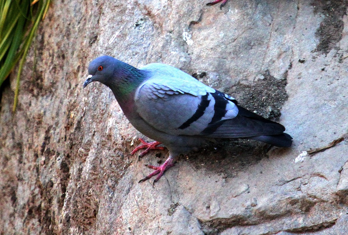 Rock Pigeon - Neeraj Sharma