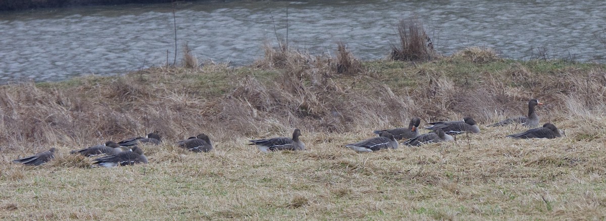 Greater White-fronted Goose - ML87141771