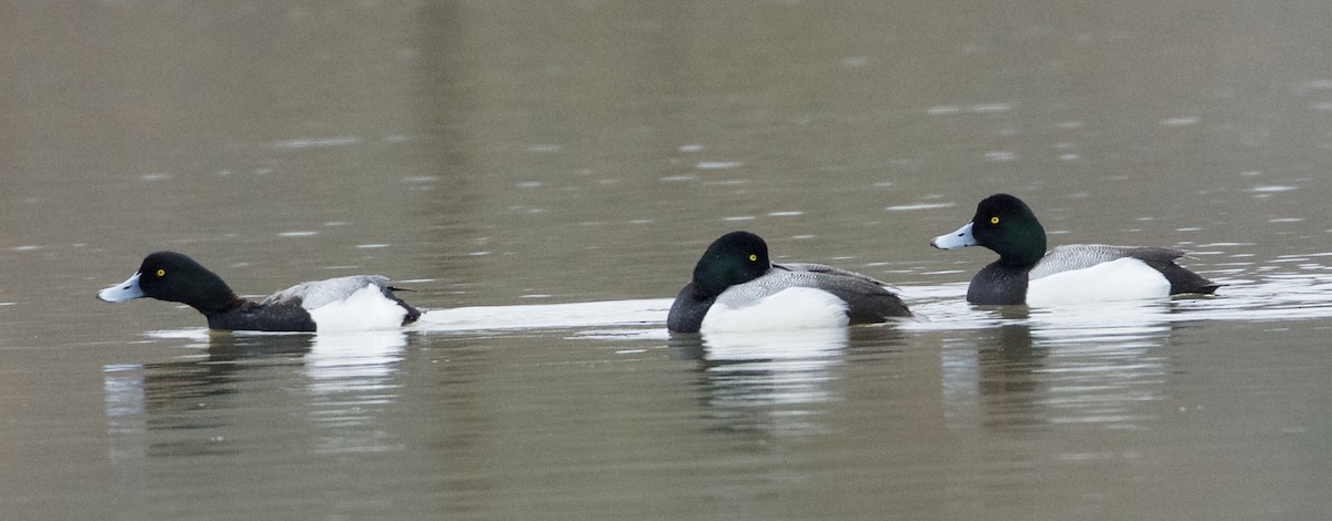 Greater Scaup - ML87141841