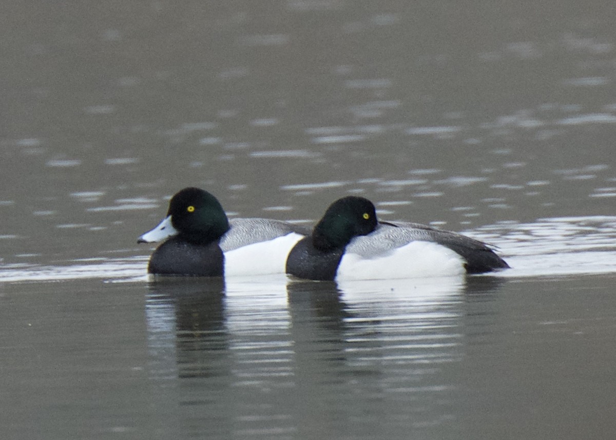 Greater Scaup - ML87141941