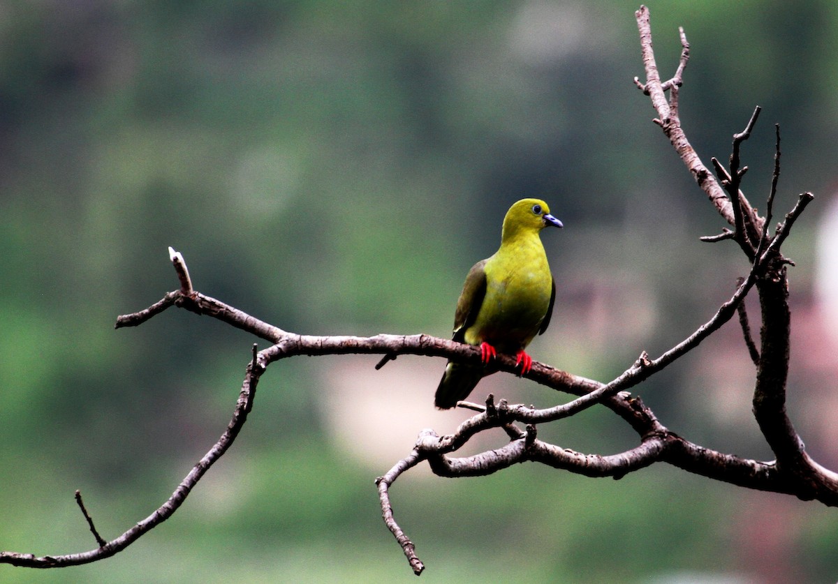Wedge-tailed Green-Pigeon - Neeraj Sharma
