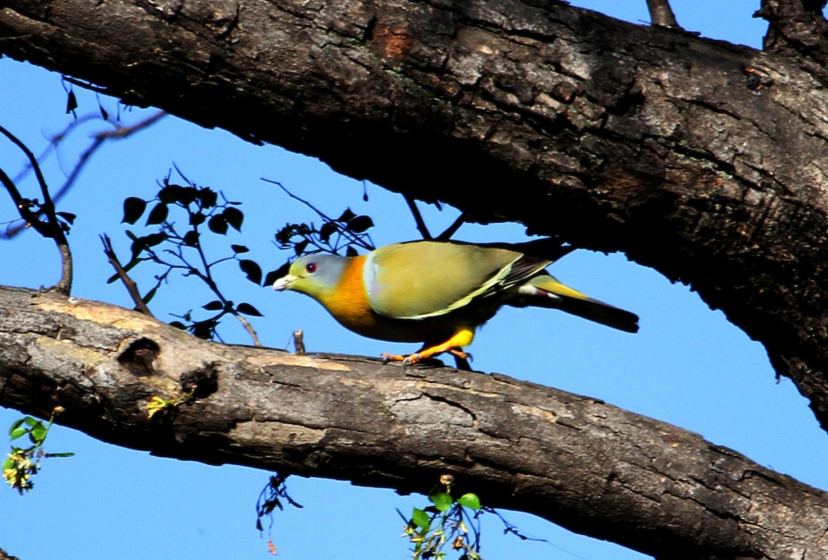 Yellow-footed Green-Pigeon - ML87142711