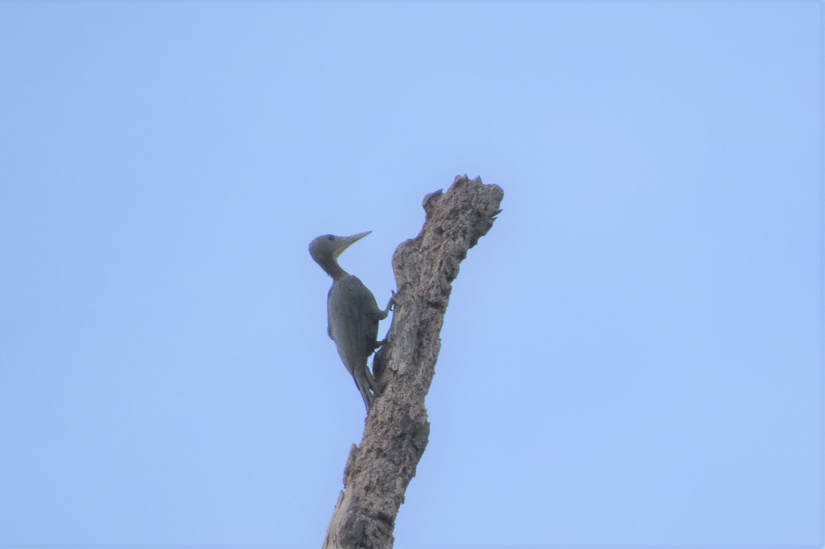 Great Slaty Woodpecker - Audrey Whitlock