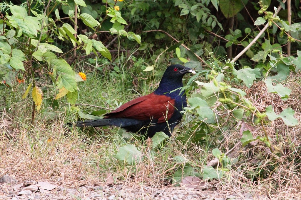 Greater Coucal - ML87145651