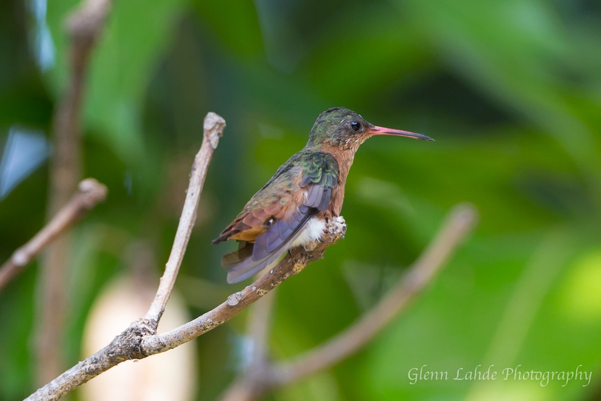 Cinnamon Hummingbird - Glenn Lahde