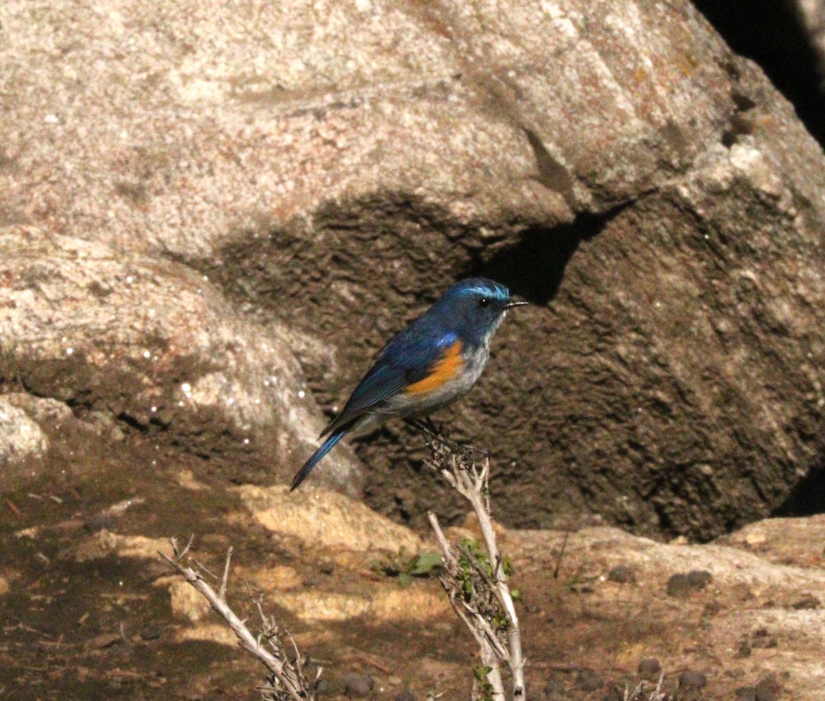 Himalayan Bluetail - Suresh  Rana