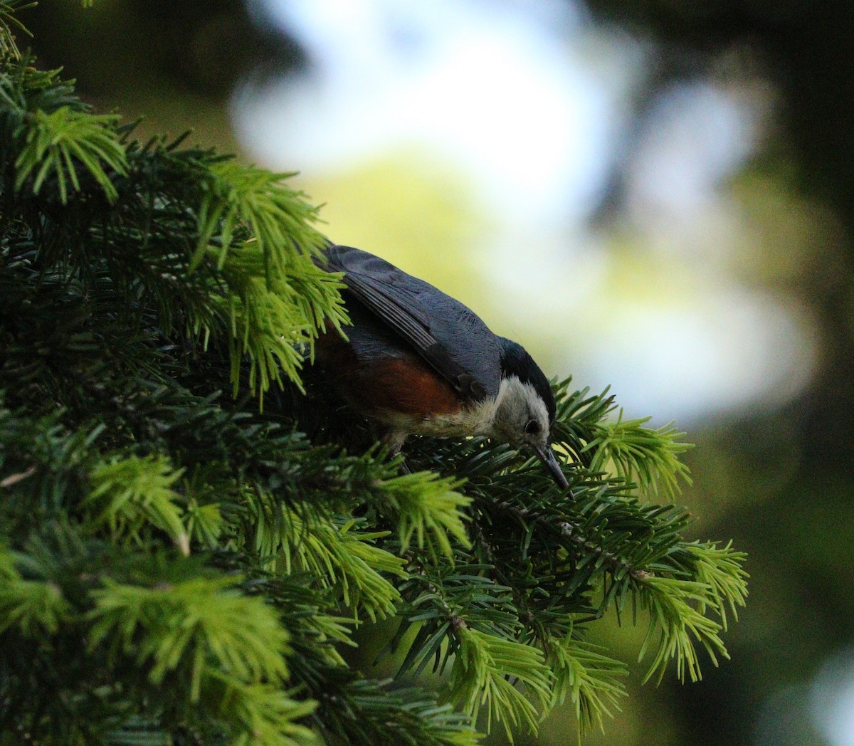 White-cheeked Nuthatch - ML87152391