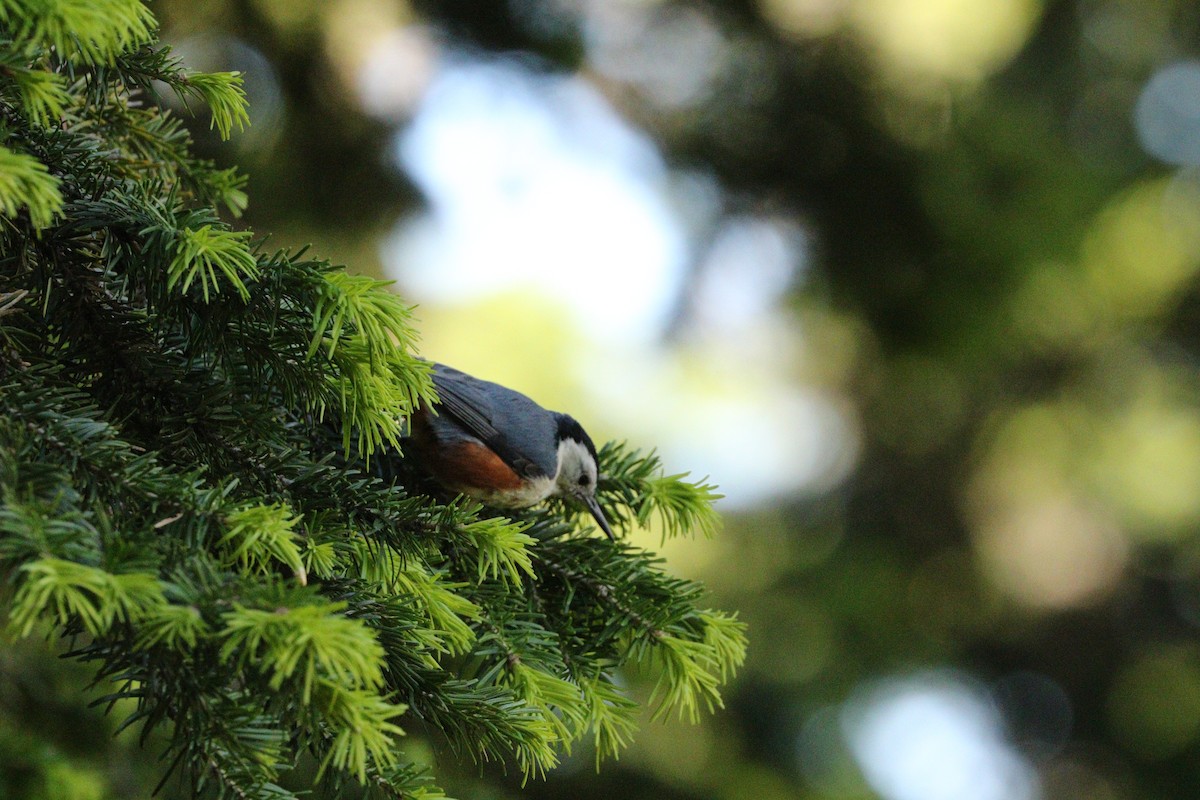 White-cheeked Nuthatch - ML87152441
