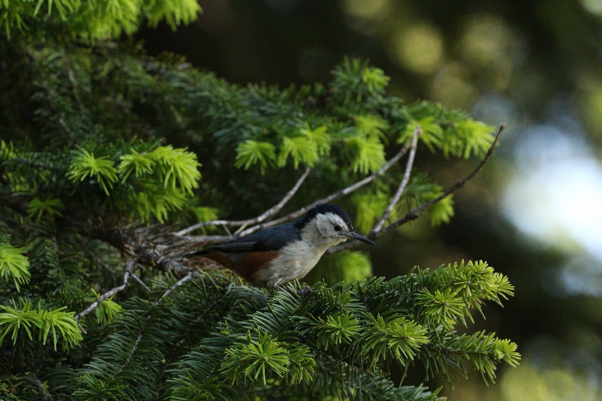 White-cheeked Nuthatch - ML87152471