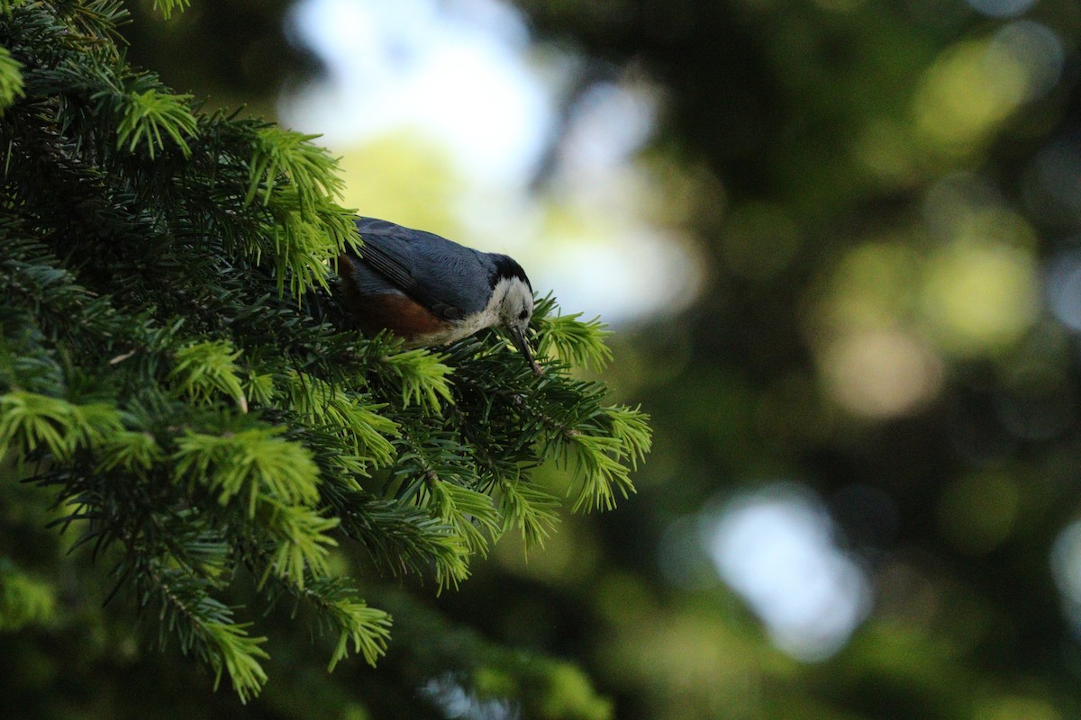 White-cheeked Nuthatch - ML87152481