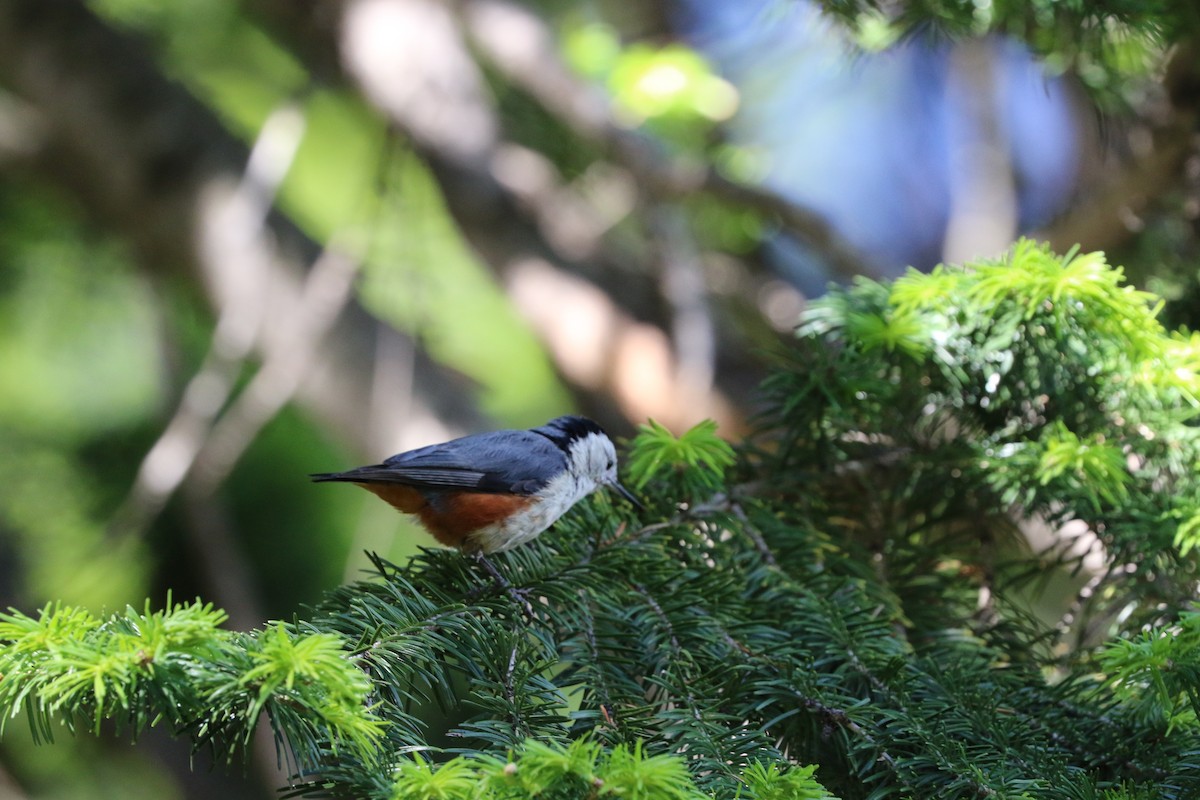 White-cheeked Nuthatch - ML87152491
