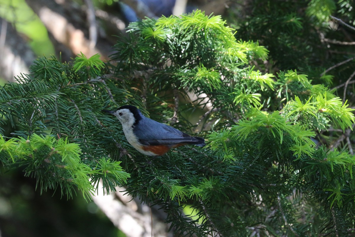 White-cheeked Nuthatch - ML87152501