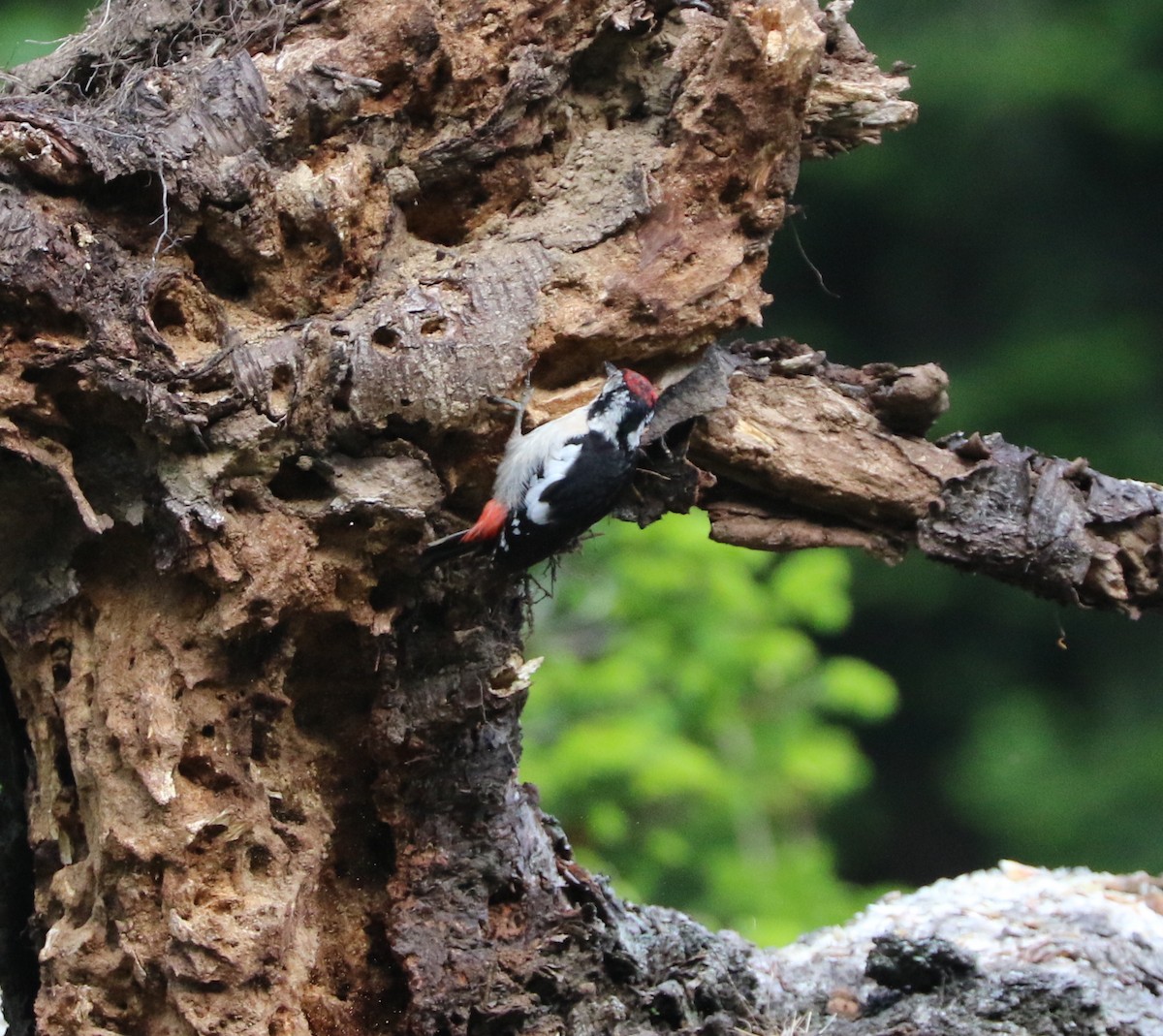 Himalayan Woodpecker - ML87152881