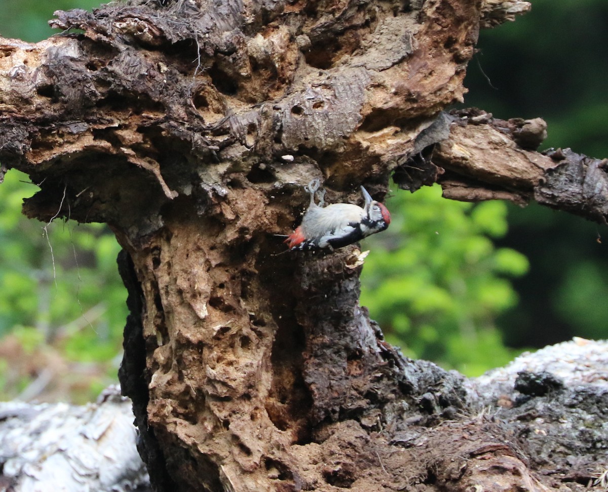 Himalayan Woodpecker - ML87152901