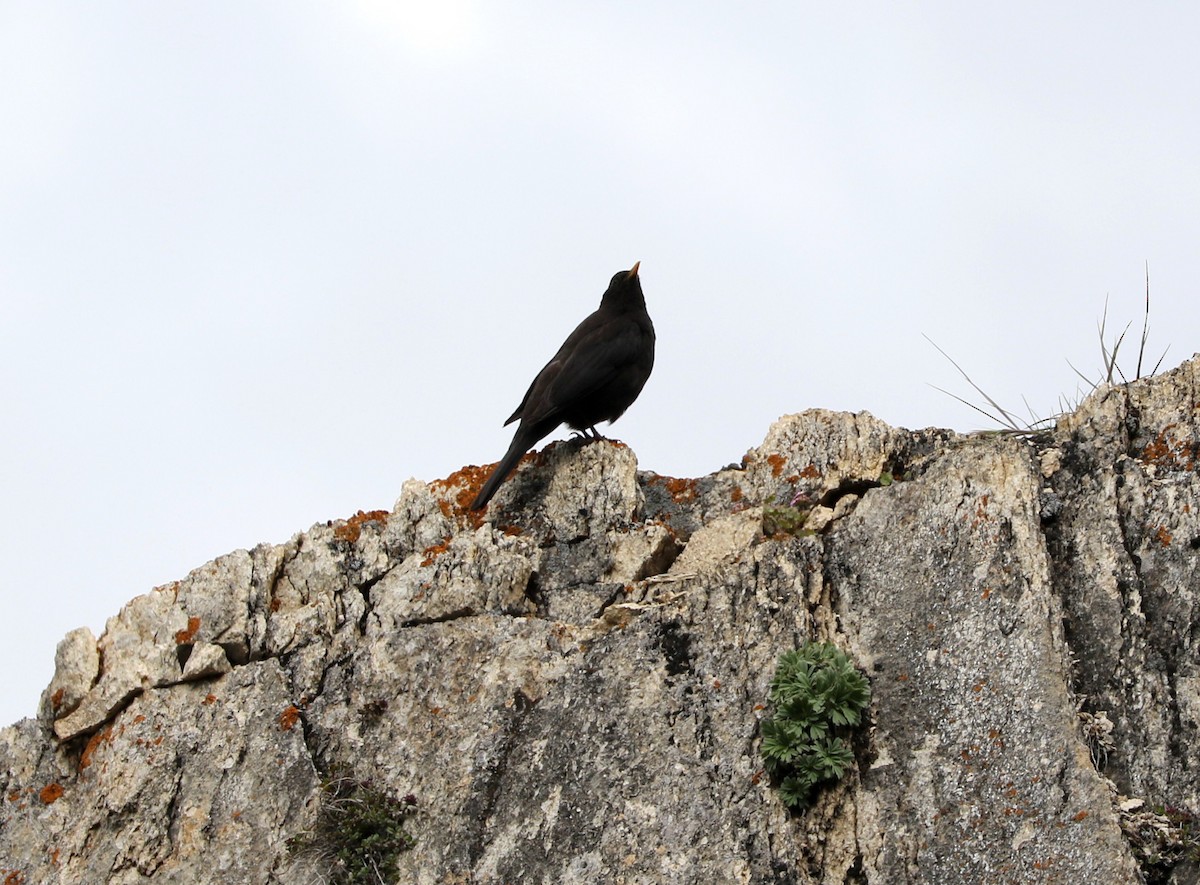 Tibetan Blackbird - ML87159781