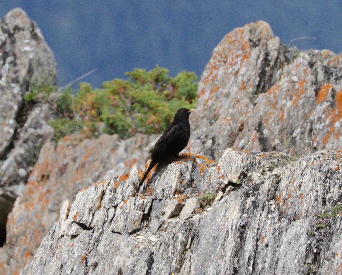 Tibetan Blackbird - Suresh  Rana
