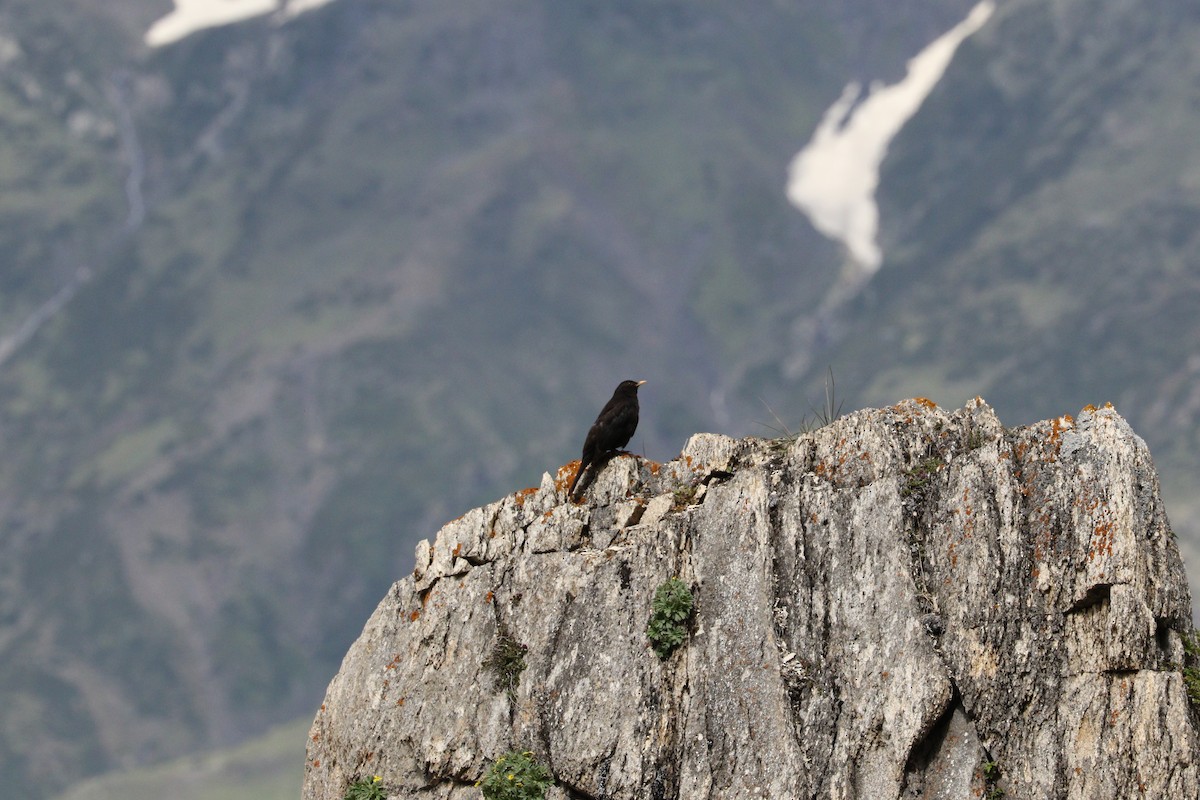Tibetan Blackbird - Suresh  Rana