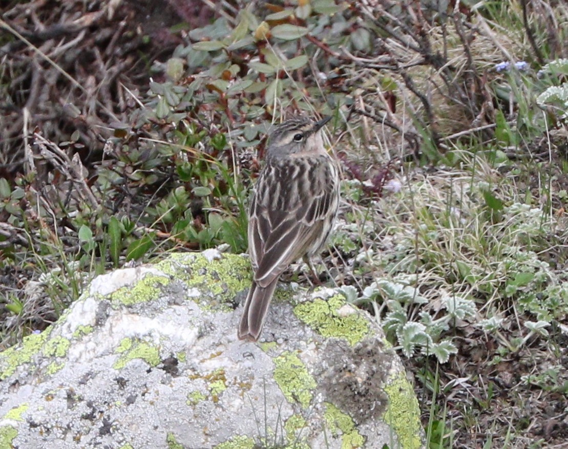 Rosy Pipit - ML87160511