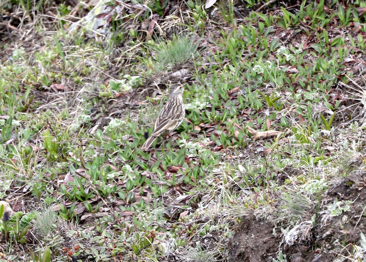 Rosy Pipit - ML87160551