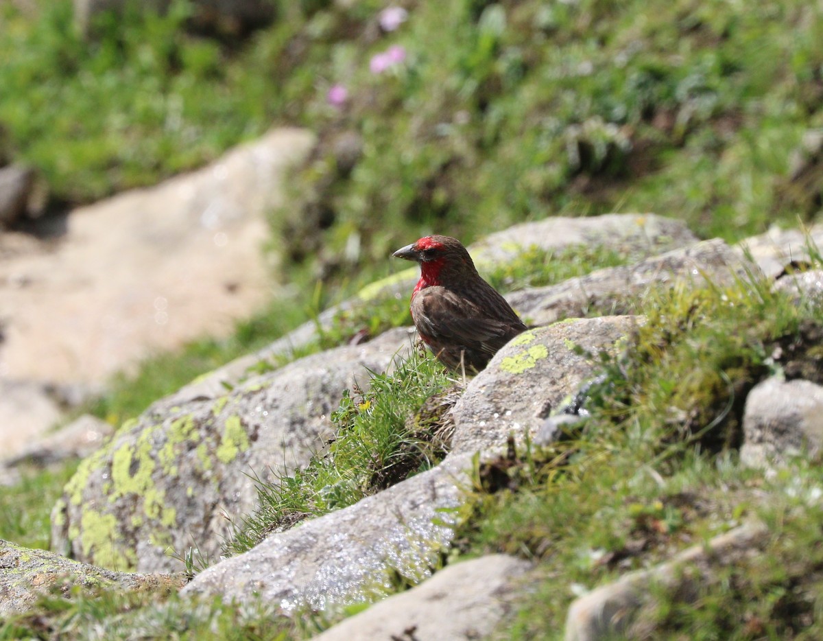 Red-fronted Rosefinch - ML87161321