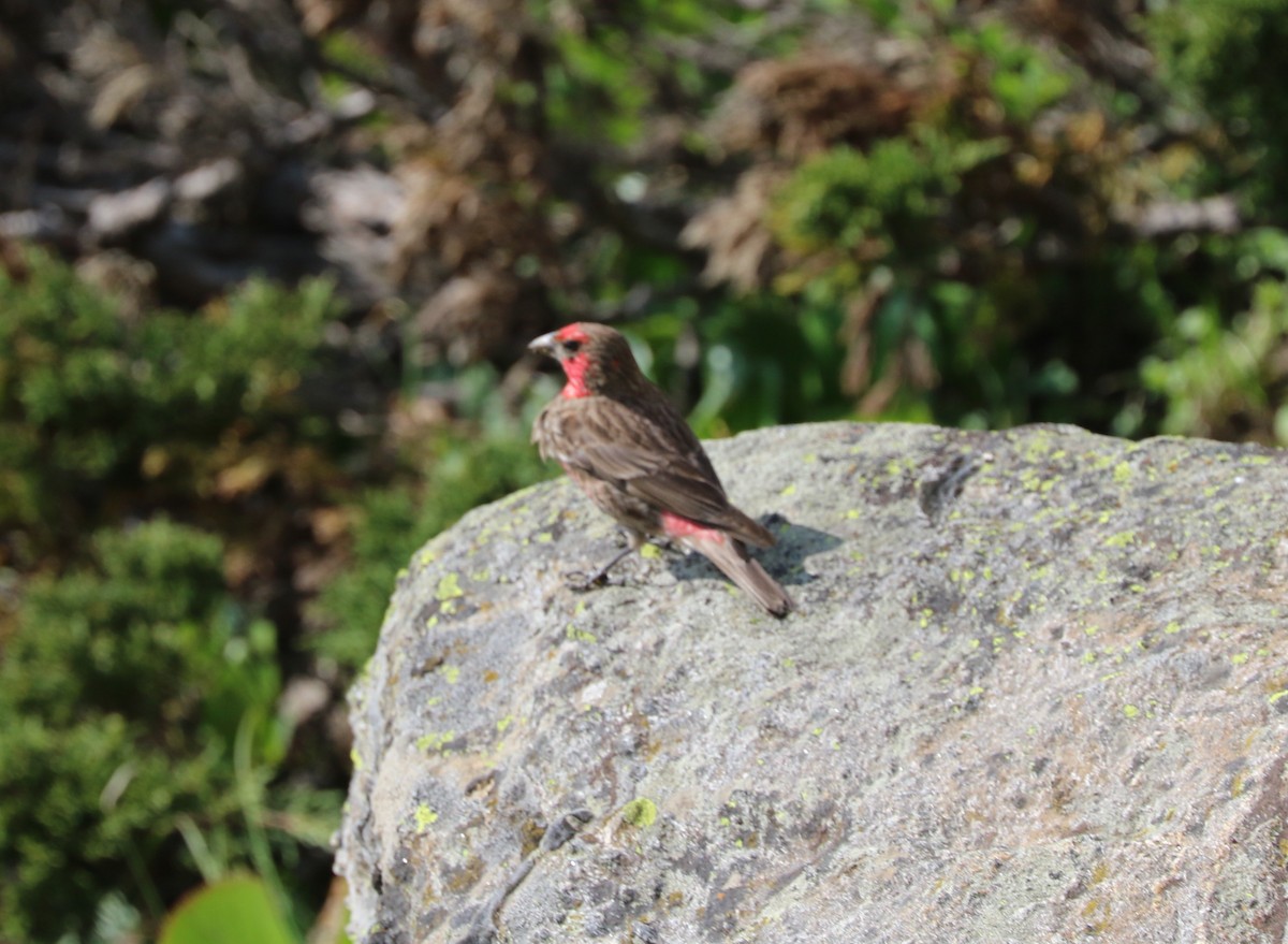 Red-fronted Rosefinch - ML87161351