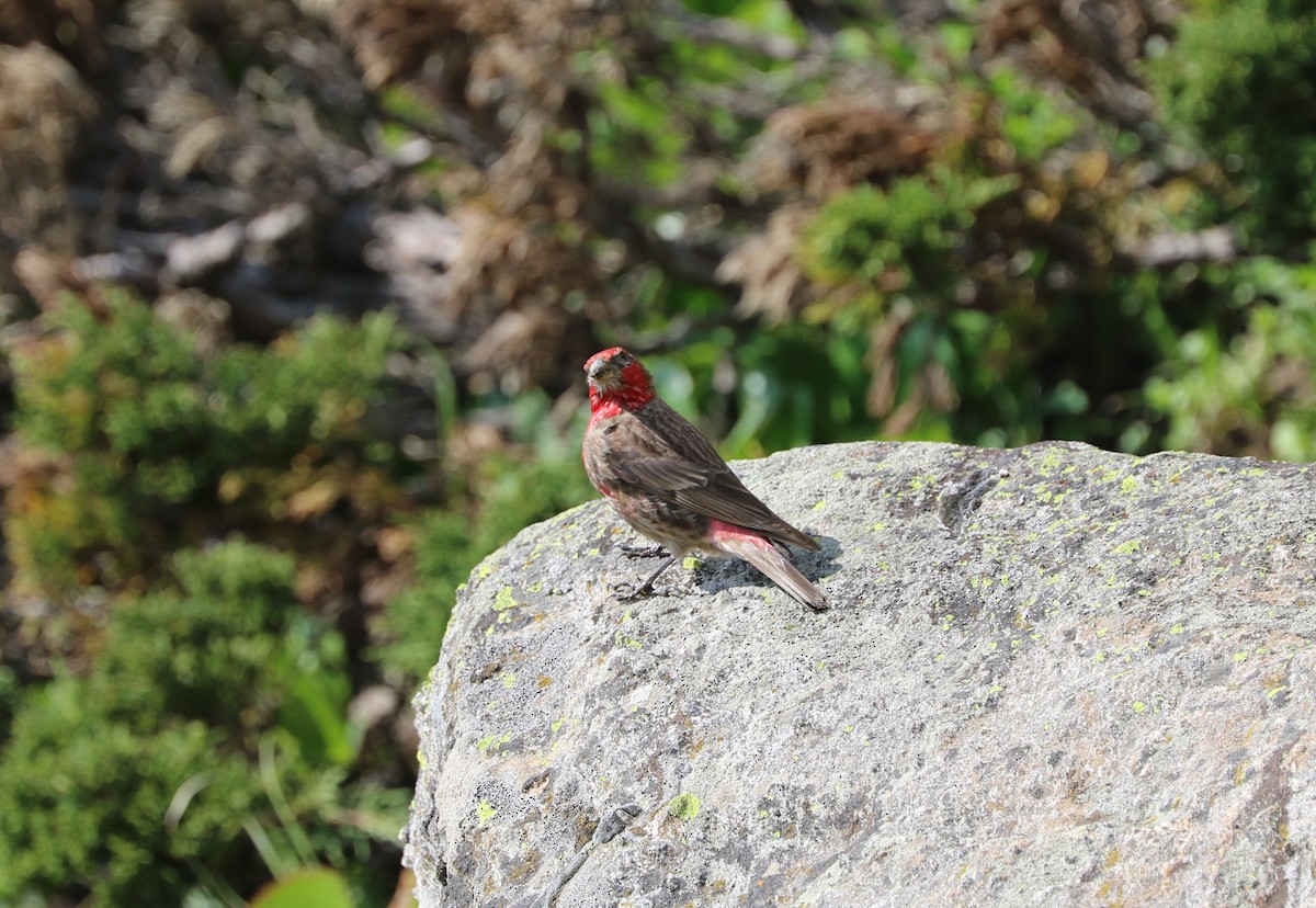 Red-fronted Rosefinch - ML87161371